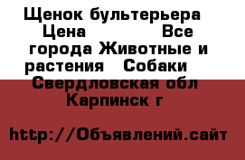 Щенок бультерьера › Цена ­ 35 000 - Все города Животные и растения » Собаки   . Свердловская обл.,Карпинск г.